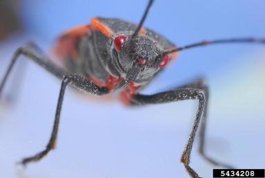 boxelder bug, Boisea trivittata  (Hemiptera: Rhopalidae) - 5434208