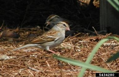 chipping sparrow, Spizella passerina  (Passeriformes: Emberizidae) - 5434280