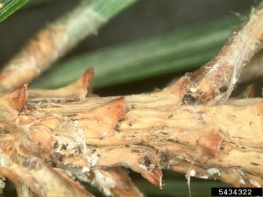 Diplodia blight (Sphaeropsis sapinea ) on Scots pine (Pinus sylvestris ) - 5434322