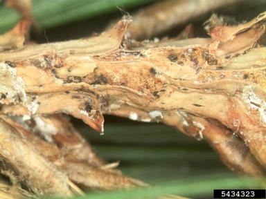 Diplodia blight (Sphaeropsis sapinea ) on Scots pine (Pinus sylvestris ) - 5434323