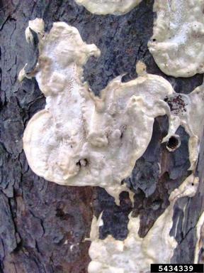 wood decay fungi (Ceriporia spp. ) on loblolly pine (Pinus taeda ) - 5434339