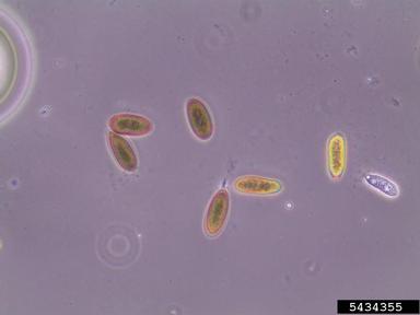 Diplodia blight (Sphaeropsis sapinea ) on Scots pine (Pinus sylvestris ) - 5434355