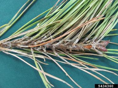 Diplodia blight (Sphaeropsis sapinea ) on Scots pine (Pinus sylvestris ) - 5434360