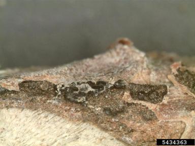 Diplodia blight (Sphaeropsis sapinea ) on Austrian pine (Pinus nigra ) - 5434363