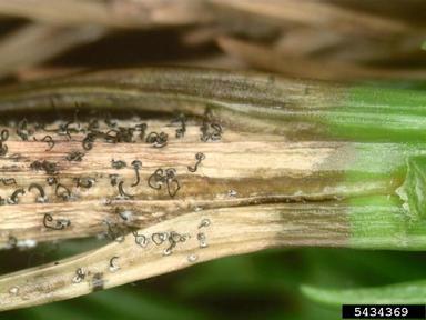 Pestalotiopsis leaf spot (Pestalotiopsis spp. ) on Japanese cedar (Cryptomeria spp. ) - 5434369