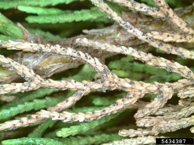 Phyllosticta leaf spots (Phyllosticta spp. ) on Italian cypress (Cupressus sempervirens ) - 5434387