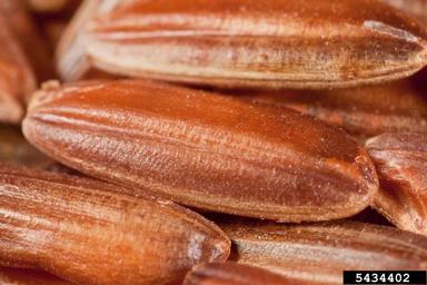 rice, Oryza spp.  (Cyperales: Poaceae) - 5434402