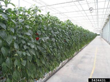 pepper, Capsicum spp.  (Solanales: Solanaceae) - 5434431