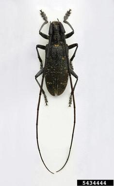 small white-marmorated long-horned beetle, Monochamus sutor  (Coleoptera: Cerambycidae) - 5434444