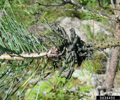 European pine sawfly (Neodiprion sertifer ) on Scots pine (Pinus sylvestris ) - 5434450