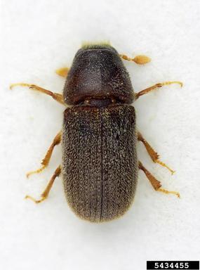 small spruce bark beetle, Polygraphus poligraphus  (Coleoptera: Curculionidae) - 5434455