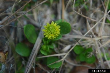 candyroot, Polygala nana  (Polygalales: Polygalaceae) - 5434550