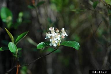 red chokeberry, Photinia pyrifolia  (Rosales: Rosaceae) - 5434678