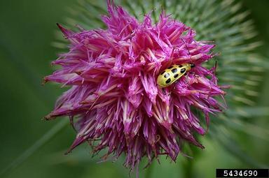 spotted cucumber beetle, Diabrotica undecimpunctata  (Coleoptera: Chrysomelidae) - 5434690