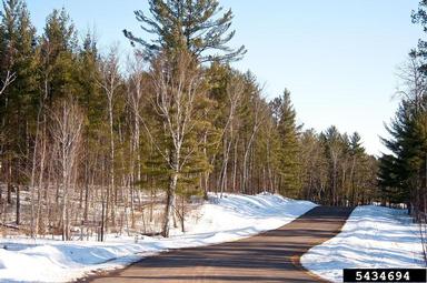 eastern white pine, Pinus strobus  (Pinales: Pinaceae) - 5434694