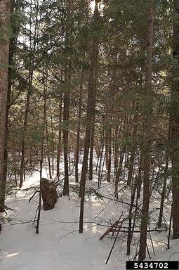 eastern hemlock, Tsuga canadensis  (Pinales: Pinaceae) - 5434702