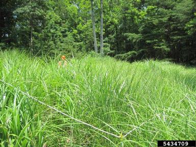 Chinese silvergrass, Miscanthus sinensis  (Cyperales: Poaceae) - 5434709