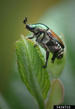 Japanese beetle, Popillia japonica  (Coleoptera: Scarabaeidae) - 5434716