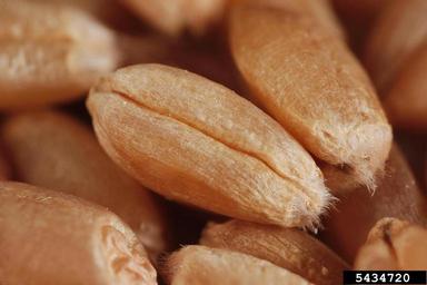 common wheat, Triticum aestivum  (Cyperales: Poaceae) - 5434720