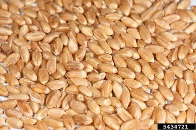 common wheat, Triticum aestivum  (Cyperales: Poaceae) - 5434721