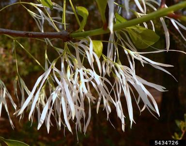 white fringetree, Chionanthus virginicus  (Scrophulariales: Oleaceae) - 5434726