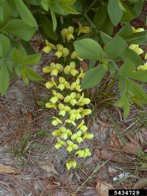 longbract wild indigo, Baptisia bracteata var. leucophaea (Fabales: Fabaceae (Leguminosae)) - 5434729