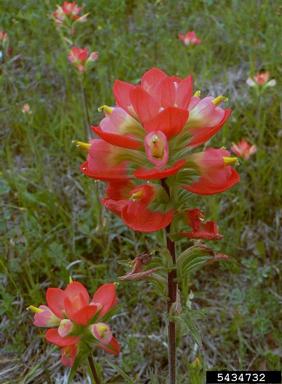 entireleaf Indian paintbrush, Castilleja indivisa  (Scrophulariales: Scrophulariaceae) - 5434732