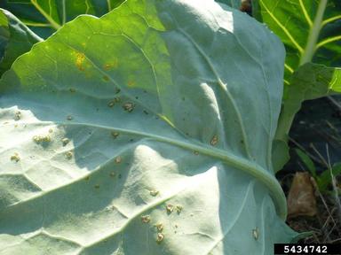 edema (  ) on cabbage collards and kale (Brassica oleracea ) - 5434742