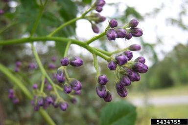chinaberry, Melia azedarach  (Sapindales: Meliaceae) - 5434755