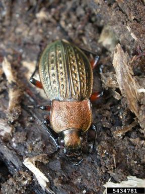 ground beetle, Carabus cancellatus  (Coleoptera: Carabidae) - 5434781