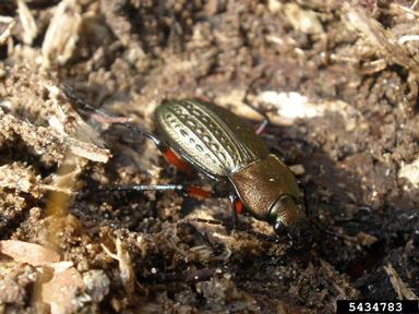ground beetle, Carabus cancellatus  (Coleoptera: Carabidae) - 5434783
