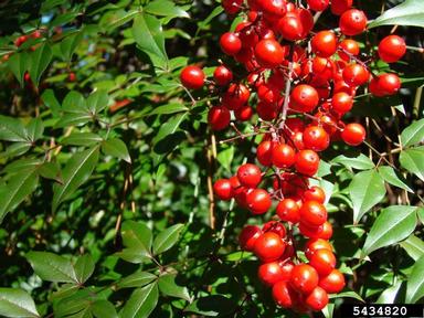 sacred bamboo, Nandina domestica  (Ranunculales: Berberidaceae) - 5434820