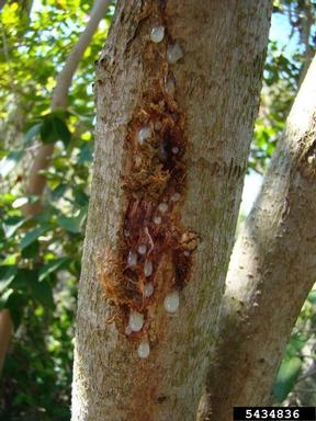 Brazilian peppertree, Schinus terebinthifolius  (Sapindales: Anacardiaceae) - 5434836