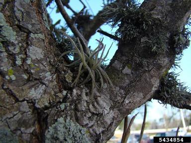 small ballmoss, Tillandsia recurvata  (Bromeliales: Bromeliaceae) - 5434854