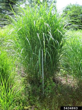 Chinese silvergrass, Miscanthus sinensis  (Cyperales: Poaceae) - 5434863