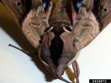 blinded sphinx, Paonias excaecatus  (Lepidoptera: Sphingidae) - 5434871