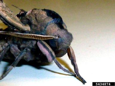 blinded sphinx, Paonias excaecatus  (Lepidoptera: Sphingidae) - 5434874