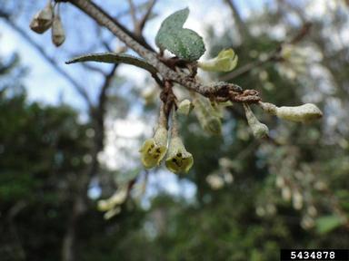thorny olive, Elaeagnus pungens  (Rhamnales: Elaeagnaceae) - 5434878