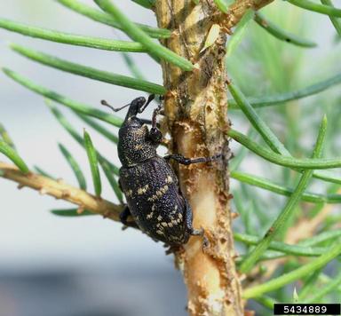 large brown trunk beetle (Hylobius abietis ) on Norway spruce (Picea abies ) - 5434889