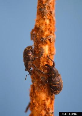 large brown trunk beetle (Hylobius abietis ) on Norway spruce (Picea abies ) - 5434896
