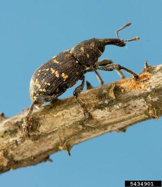 large brown trunk beetle (Hylobius abietis ) on Norway spruce (Picea abies ) - 5434901