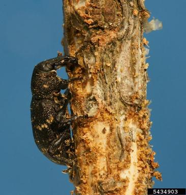 large brown trunk beetle (Hylobius abietis ) on Norway spruce (Picea abies ) - 5434903