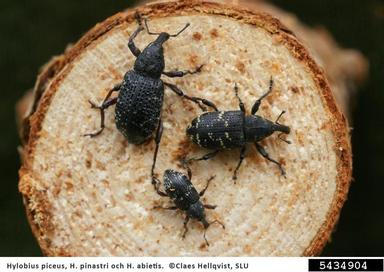 weevils, Hylobius spp.  (Coleoptera: Curculionidae) - 5434904