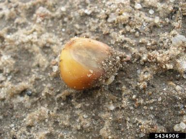 seedcorn maggot, Delia platura  (Diptera: Anthomyiidae) - 5434906