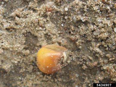 seedcorn maggot, Delia platura  (Diptera: Anthomyiidae) - 5434907