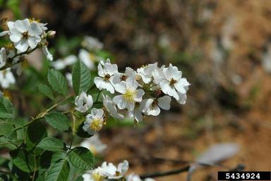 multiflora rose, Rosa multiflora  (Rosales: Rosaceae) - 5434924
