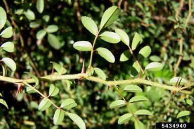 Macartney rose, Rosa bracteata  (Rosales: Rosaceae) - 5434940