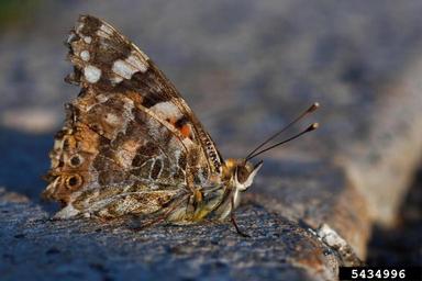 painted lady butterfly, Vanessa cardui  (Lepidoptera: Nymphalidae) - 5434996