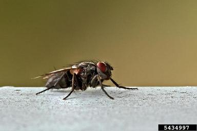 flesh flies, Sarcophaga spp.  (Diptera: Sarcophagidae) - 5434997