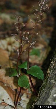 southern twayblade, Listera australis  (Orchidales: Orchidaceae) - 5435046